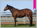Thoroughbred horse breeding and sales