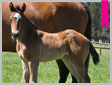 Thoroughbred horse breeding and sales