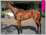 Thoroughbred horse breeding and sales