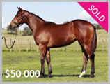 Thoroughbred horse breeding and sales