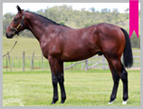 Thoroughbred horse breeding and sales