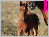 Thoroughbred horse breeding and sales